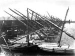 A circa 1905 view of the new Taylor Street Fisherman's Wharf, looking westward, with the Upper Fort Mason bluff in the background. A sailing gillnetter in the foreground left mingles with the fleet of feluccas. A12.21,980n