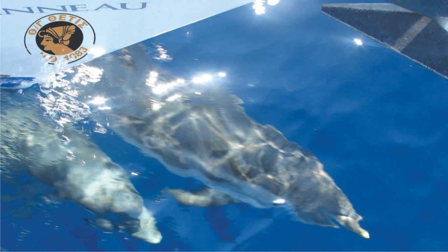 dolphins-sailing-sithonia