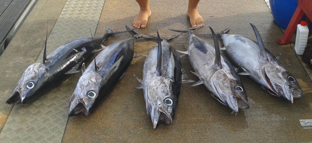 tuna-04-halkidiki-sailing-jeanneau36.2-008