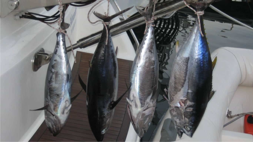 tuna-fishing-greece