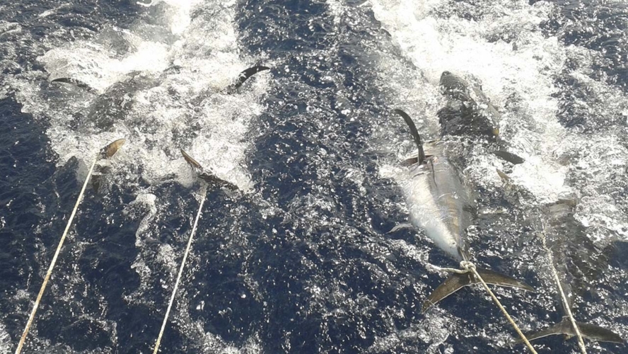 tuna-halkidiki-sailing-jeanneau36.2-007